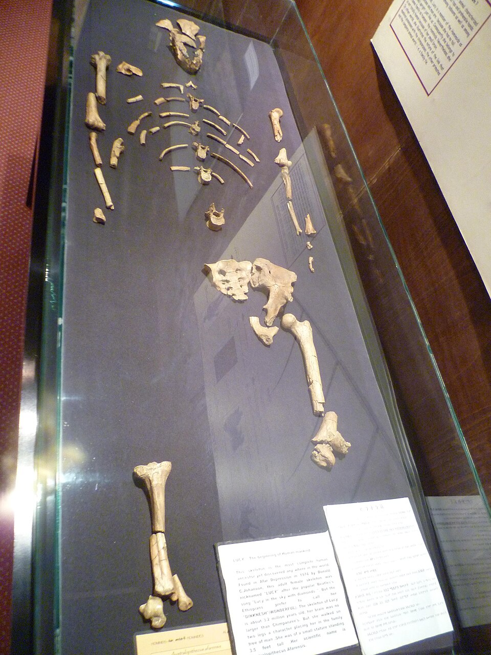 National Museum of Ethiopia